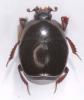 Saprinus georgicus